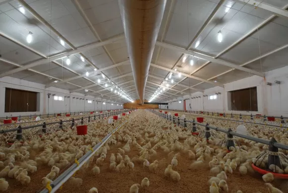 Птицефабрики